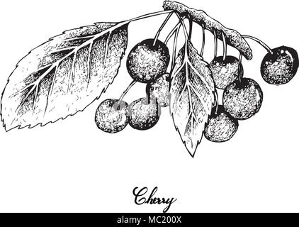 Fruits tropicaux, illustration du croquis à main rouge frais et doux des cerises avec queue laisse Hanging on Tree Branch isolé sur fond blanc. Illustration de Vecteur