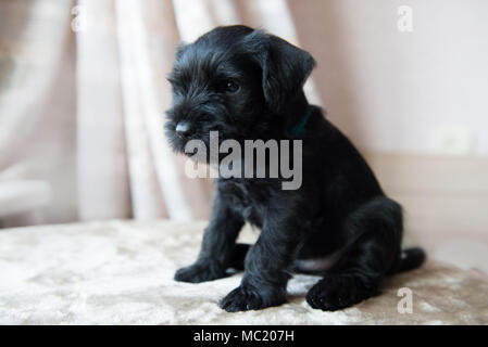 Chiot Schnauzer nain Banque D'Images