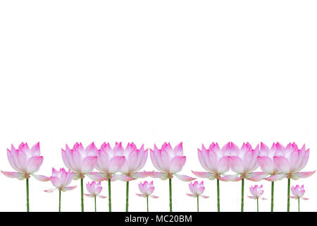 Fleur de lotus rose isolé sur fond blanc. Banque D'Images