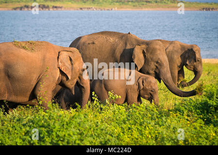 Vue horizontale des éléphants sauvages dans le Parc National Minneriya au Sri Lanka. Banque D'Images