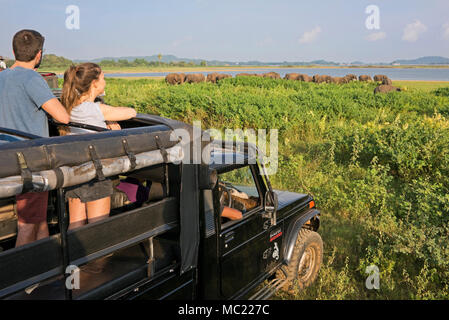Vue horizontale de touristes en safari regarder éléphants sauvages dans le Parc National Minneriya au Sri Lanka. Banque D'Images