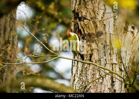 Pic Vert (Picus viridis) construction d'un trou de nidification. La Suisse. Banque D'Images