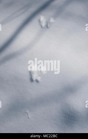 Écureuil rouge trace sur la neige, gros plan Banque D'Images