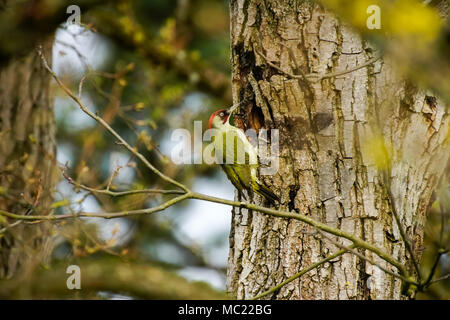 Pic Vert (Picus viridis) construction d'un trou de nidification. La Suisse. Banque D'Images