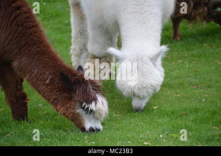 Les lamas mangent de l'herbe Banque D'Images