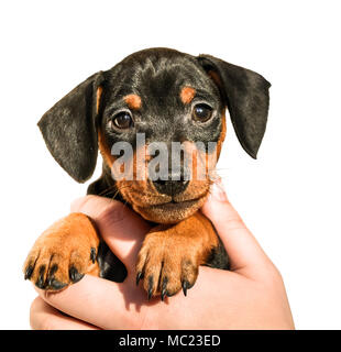 Mignon chiot pinscher nain dans la main sur fond blanc Banque D'Images