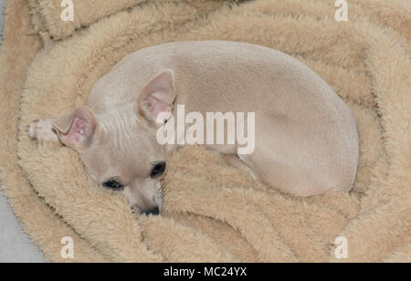 Magnifique et adorable chiot chihuahua recroquevillée allongé sur une couverture en polaire beige Banque D'Images
