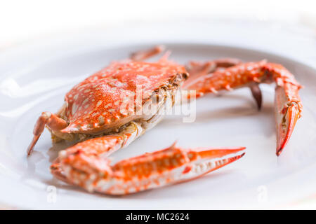 Petit crabe bleu sur blanc fond plat isolé Banque D'Images