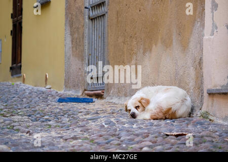 Chien errant est en train de dormir dans la rue de pavés Banque D'Images