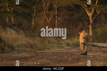 Lion marchant sur la route le matin, Parc national de Nairobi, Kenya Banque D'Images