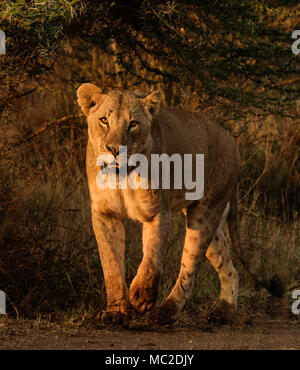 Lion marchant et regardant dans l'appareil photo, Parc national de Nairobi, Kenya Banque D'Images