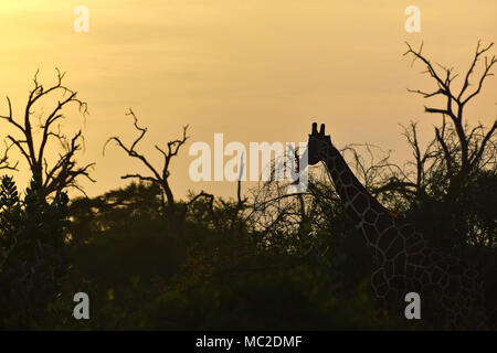 Girafe le matin, réserve nationale de Samburu, Kenya Banque D'Images