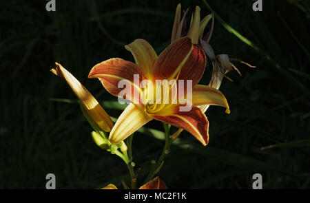 Rouge et jaune aux couleurs vives des hémérocalles (Hemerocallis) dans un jardin d'été (jardin de Suzanne, Mayenne, Pays de la Loire, France). Banque D'Images