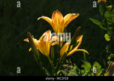 Rouge et jaune aux couleurs vives des hémérocalles (Hemerocallis) dans un jardin d'été (jardin de Suzanne, Mayenne, Pays de la Loire, France). Banque D'Images