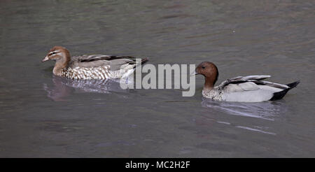 Mâle Femelle et canards en bois australien (chenonetta jubata) natation, UK Banque D'Images