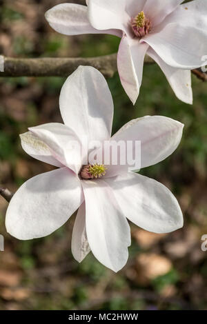 Fleur de Magnolia Blanc Banque D'Images