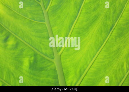 Alocasia vert feuilles présentant des veines de close up rétroéclairé Banque D'Images