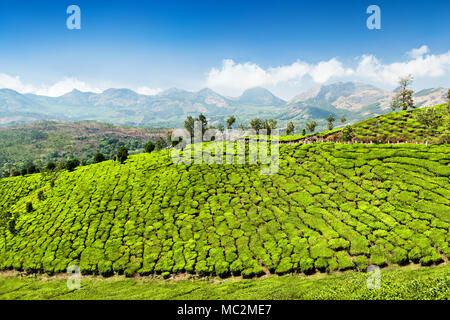 Plantation de thé de Munnar Munnar près de ville, Karnataka, Inde Banque D'Images