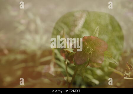 Helleborus flower in a green apple en double exposition Banque D'Images