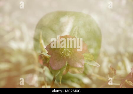 Helleborus flower in a green apple en double exposition Banque D'Images