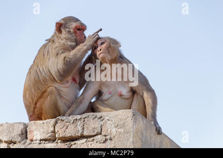 Deux singes sur le toit du bâtiment, de l'Inde Banque D'Images