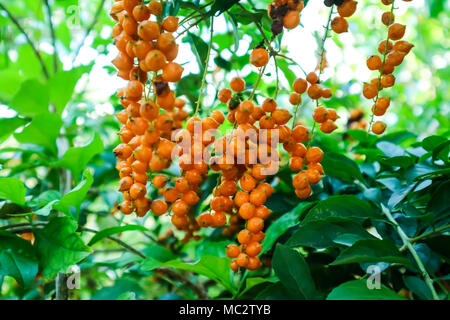 Golden rosée goutte, Pigeon Berry, Sky Flower ( Duranta erecta ), les fleurs sont de couleur bleu clair ou de lavande, fruits globuleux est une petite espèce de sh Banque D'Images