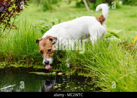 L'eau de tours de chien étang de jardin au jour d'été chaud et ensoleillé Banque D'Images