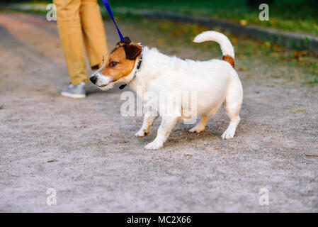 Chien à la traîne refuse de marcher et passe laisse dans l'autre sens Banque D'Images