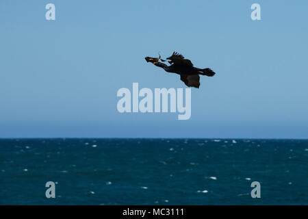 Une Cape Cormorant (Phalacrocorax capensis) en vol transportant des algues dans son projet de loi Banque D'Images