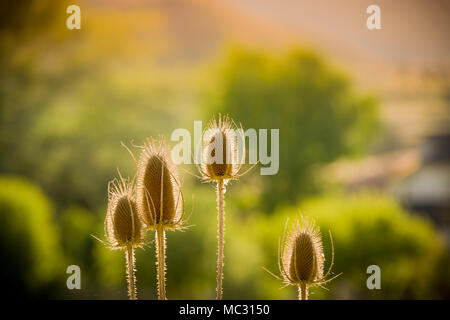 Chardon séché au soleil en contre-jour permanent, chaude journée ensoleillée, vert des arbres en arrière-plan. Banque D'Images