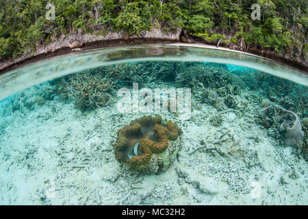 Un, bénitiers Tridacna gigas, pousse dans les bas-fonds de Raja Ampat, en Indonésie. Cette télécommande, région tropicale extraordinaire des ports de la biodiversité marine. Banque D'Images