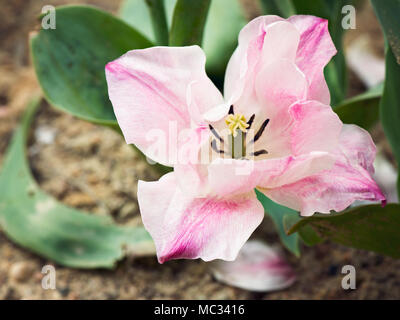La photo en gros plan de pink tulip in garden Banque D'Images