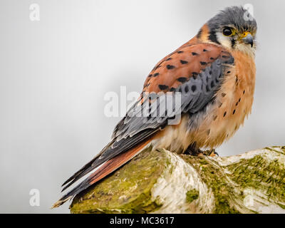 Portrait Kestrel mâle Banque D'Images