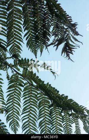 Dicksonia antarctica. Modèle fronde de fougère d'arbre Banque D'Images