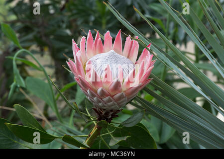 Photo:PROTEA Protea king, l'intérieur de la serre à RHS Wisley Gardens, Surrey, UK Banque D'Images