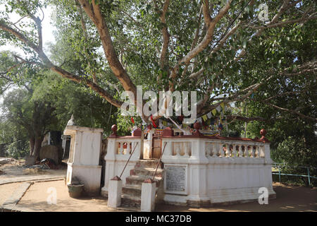 Avukana Kekirawa antique Temple Rock North Central Province Sri Lanka Arbre Bo Banque D'Images