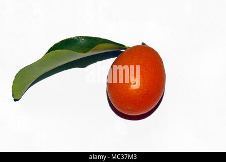 Fruits kumquat (Fortunella Margarita) Banque D'Images