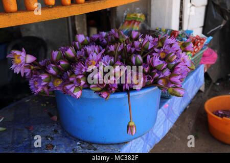 Anuradhapura North Central Province Sri Lanka Fleurs de Lotus à vendre comme offrandes près de Sri Maha Bodhi Banque D'Images