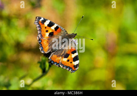 Petit papillon écaille assis sur une fleur de chardon Banque D'Images