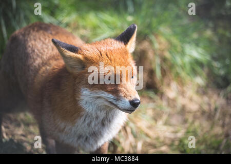 Le renard roux (Vulpes vulpes) est le plus grand des vrais renards. Ce renard a été vu à la British Wildlife Centre, Surrey, Angleterre Banque D'Images