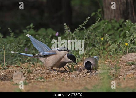 Azure asiatique-winged Magpie (Cyanopica cyanus) trois adultes se nourrissant sur le terrain sur les nouveaux insectes Beijing, Chine mai Banque D'Images