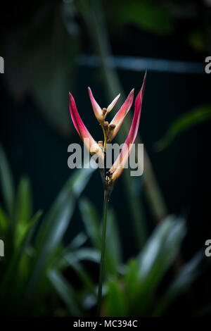 Fleurs d'un plan macro sur l'affichage dans la ville de New York Botanical Garden en mars 2018. Banque D'Images