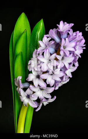 Jacinthe floraison lilas doux avec des feuilles vertes close up sur fond noir - isolé belle détail de nature printemps Banque D'Images