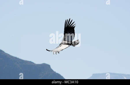 Condor en vol au Canyon de Colca près de Arequipa Pérou Banque D'Images