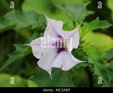 Datura stramonium, la stramoine ou devil's snare plante toxique dangereux avec de belles fleurs blanches Banque D'Images