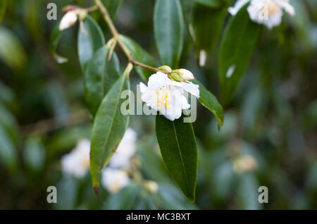 Camellia cuspidata fleurs. Banque D'Images