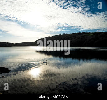 Cygne sur le Lough Hyne, West Cork Banque D'Images