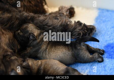 Nouvelle naissance Chiots Schnauzer nain Banque D'Images