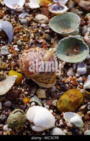 Jardin commun coquille d'escargot (Cornu aspersum) et les coquilles de bivalves sur la plage à Dawlish Warren. Devon, Royaume-Uni. Banque D'Images