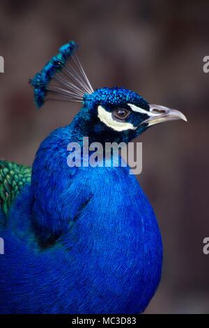 Pavo cristatus Paon () dans le jardin de Bickleigh Mill, Devon, UK. Banque D'Images